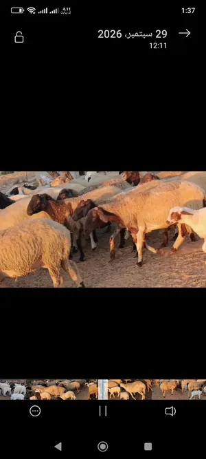 ربي ايبارك 60 نعجه مولدات 35