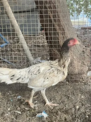 للبيع دجاجه سندي