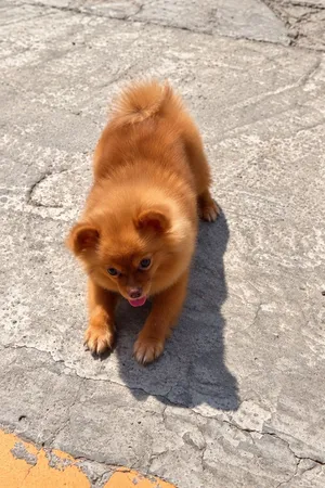 Beautiful Female Pomeranian for Sale