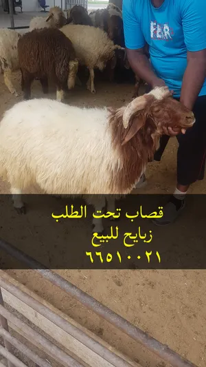قصاب تحت الطلب الكويت لجميع مناطق الكويت