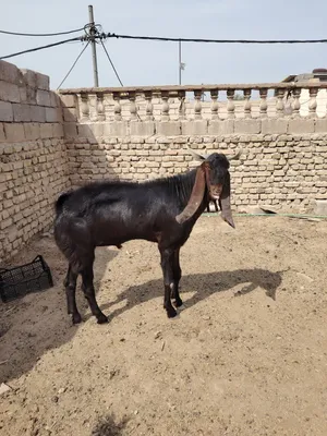 فحل افغاني شرط فحوليه توه مبدل سنين باقي لبني وخشن ب 5بلوكات رتفاعه