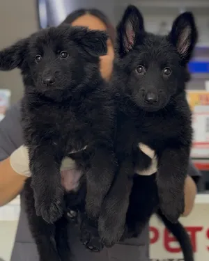 يراوه جيرمن شيبرد German shepherd puppies