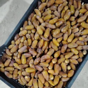 دقله اولى مصروبه