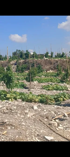 بستان للبيع منطقة دير تقلا قضاء صيدا