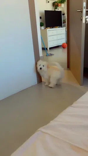 Dog for adoption