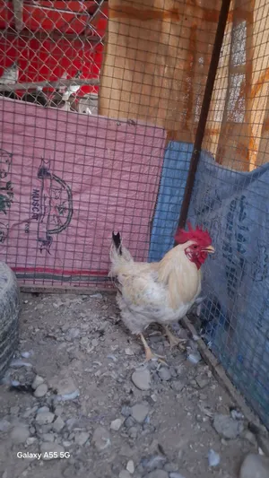 ديك فرنسي