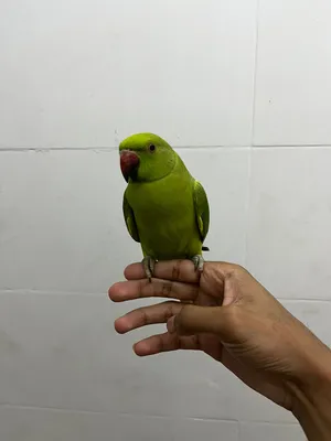 ببغاء الدره أنثى