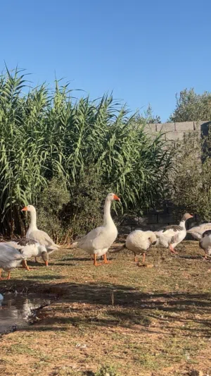 وز للبيع 10 طرف بيع جمله