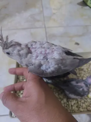 افراخ كوكتيل