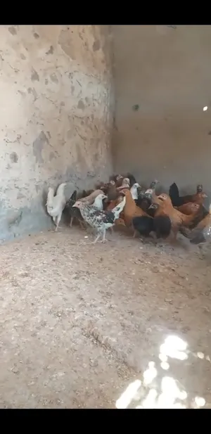 البيع دجاج عماني