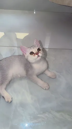 Silver chinchilla 2000 Aed