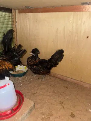 Polish Bantam chicken pair for sale