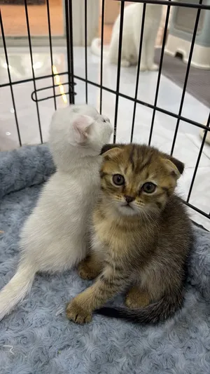 Scottish Kittens for Sale