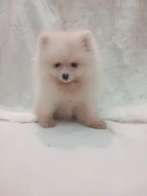 mini pomeranian