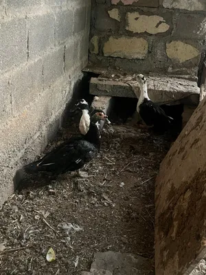 بط مصري للبيع