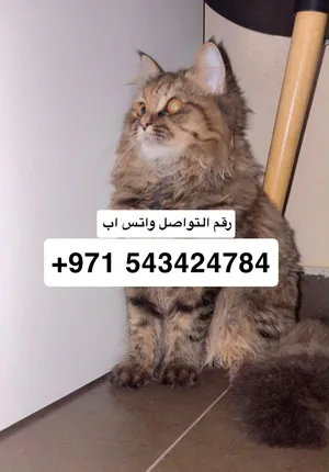 انثى شيرازي  6 اشهر ونصف