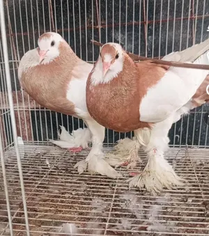 سلام عليكم زوج نفاخ مفوال