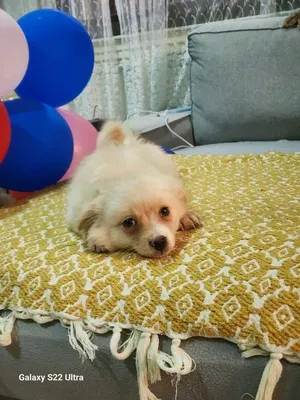 **5-Month-Old Puppies Looking for Their Forever Homes**