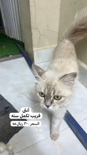 قطط شيرازيه للبيع