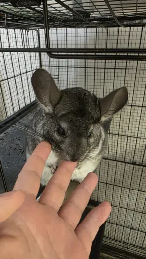شانشيلا Chinchilla