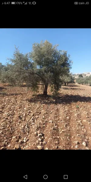 اارض للبيع 4000متر مشجره زيتون جبا واصل الخدمات
