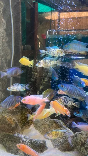 Fish & plants - اسماك و نباتات