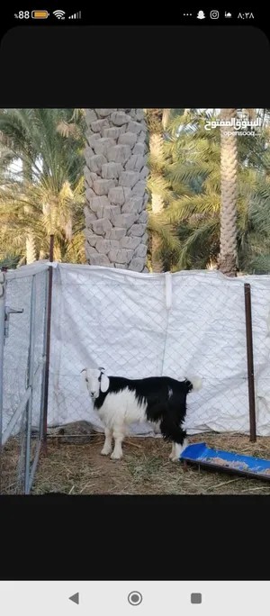 تيس مخصاي..