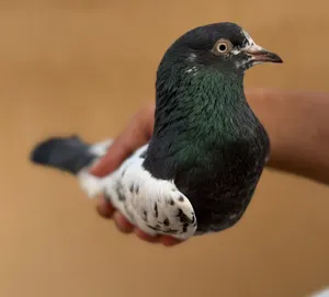 حمام باكستاني