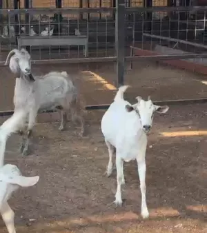 عنزتين للبيع  goats for sale