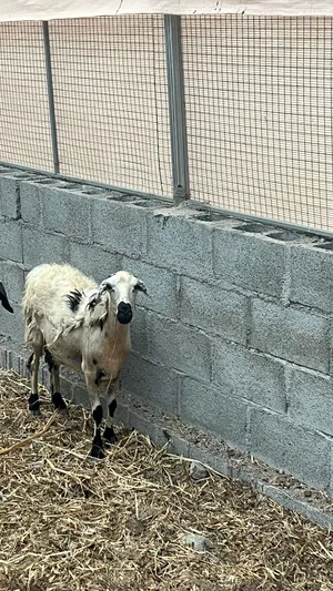 للبيع كبش وجيعده حجم كبير