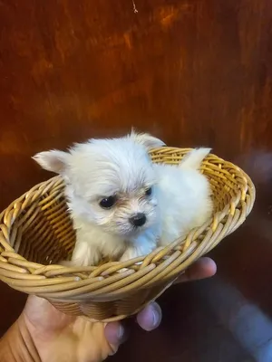 we have maltipoo,pomapoo,toy poodle, pomeranian,yorkie, tea cup maltese