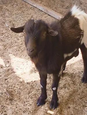 Dwarf goat for sale