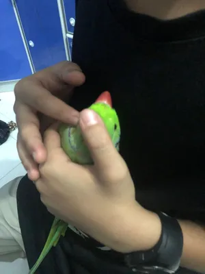 ببغاء دره ذكر