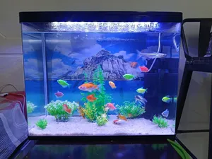 حوض سمك بحاله ممتازه جدا جدا مقاس 55*30*40