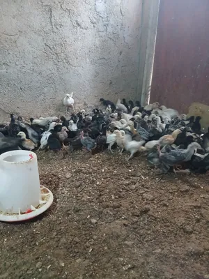 صيصان بلدي عمر شهر مطعمات جاهزات