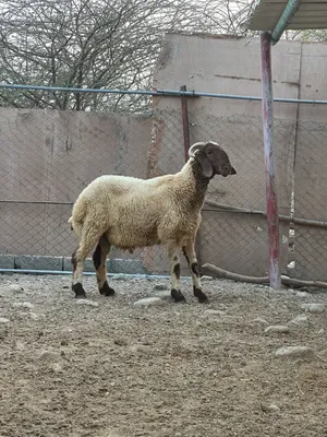 كبش نعيمي ضخم عمره 8 اشهر ح فحل او ذبح