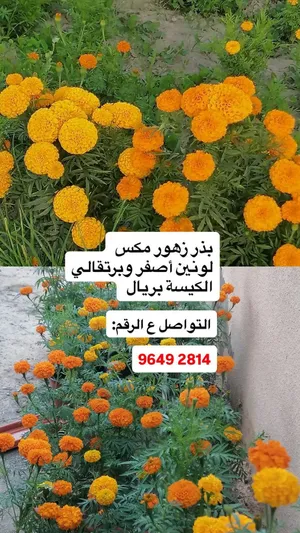 بذور زهور جميله