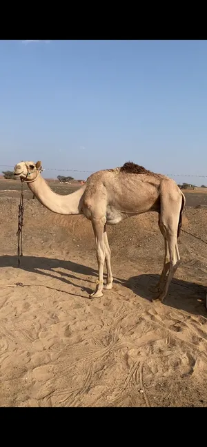 جليصه للبيع