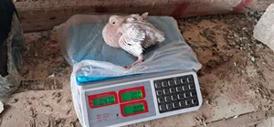 حمام فرنسي غزير الانتاج