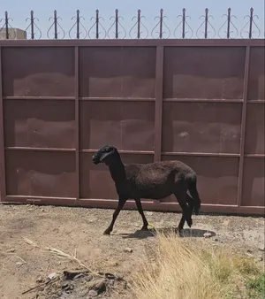 للبيع جاعدة سودانية مهجنة