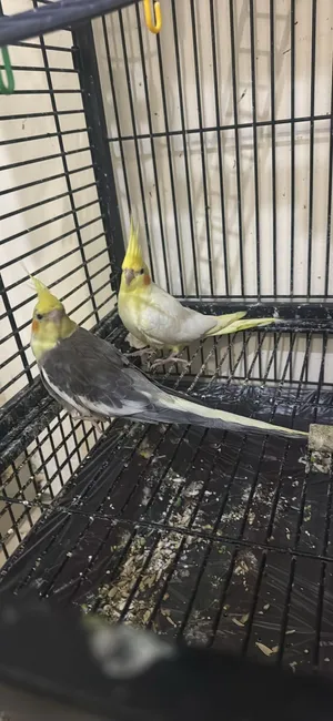 Birds Cocktail and buggies