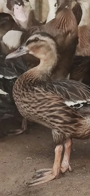 mallard duck available Good and healthy
