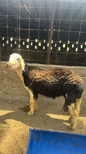 الكبش نجدي