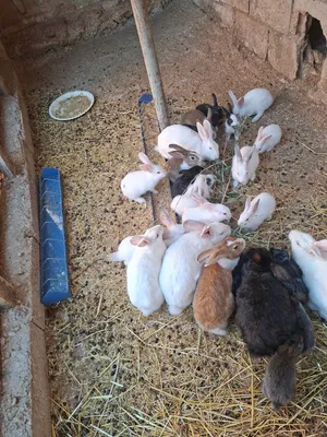 افراخ ارانب