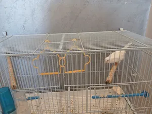 طأر كنار انتى بيضاء بعمر 5اشهر بصحة جيدة