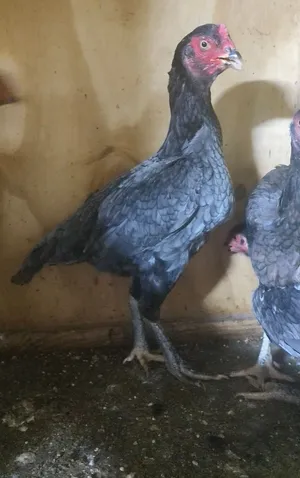 دياي باكستاني خاكي