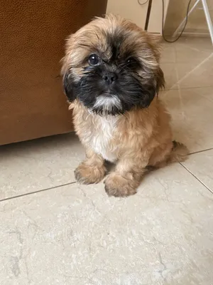Puppies for sale.