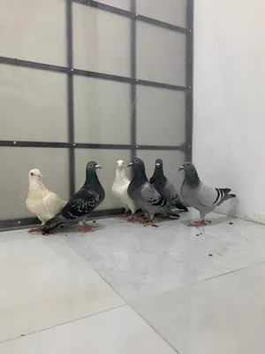 البيع زوجل الحبه دينار