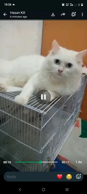 Persian cat for adoption