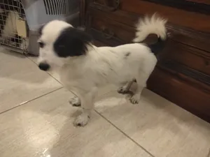 For Adoption   Breed: French Terrier Age: 5 months and 26 days Condition: A loving and caring home i